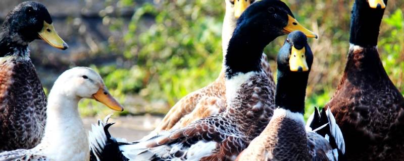 鸭子的声音怎么叫