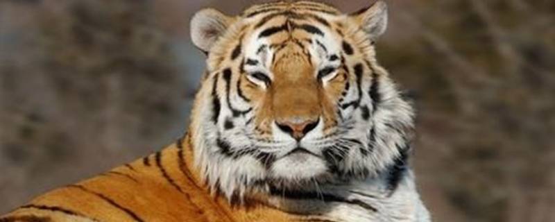 草莽英雄是什么意思打一生肖