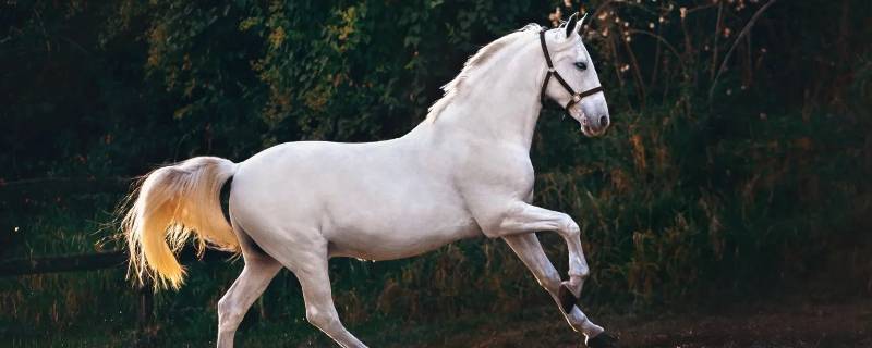 贤才代表什么生肖