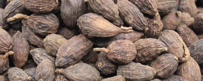 草果泡水的功效与作用