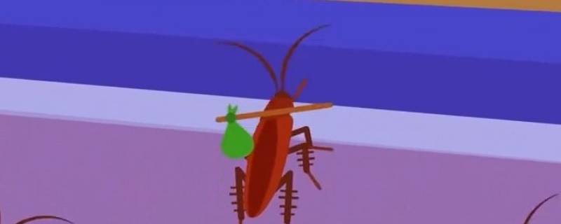 家里有蟑螂怎样能彻底消灭