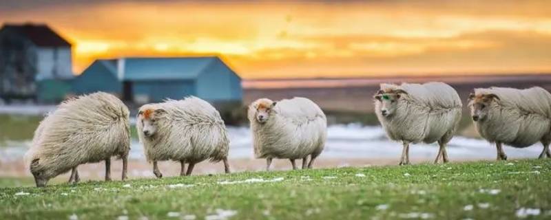 千依百顺冲前头打一生肖