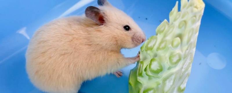仓鼠会发情吗