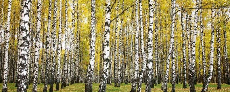 桦树耐寒守北疆的意思